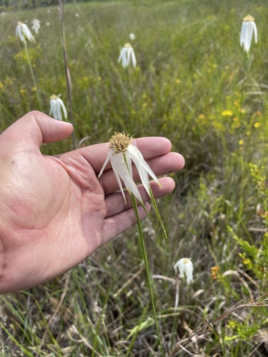 Image of Rhynchospora latifolia by (c) Brandon Corder, some rights reserved (CC BY)