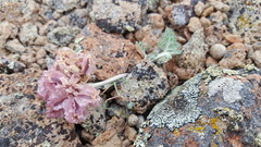 Vesper purpurascens