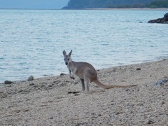 Macropodini