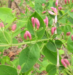 Lonicera × bella