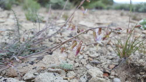 Astragalus atratus var. atratus