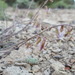 Mourning Milkvetch - Photo (c) Ashley Duval, some rights reserved (CC BY-NC), uploaded by Ashley Duval