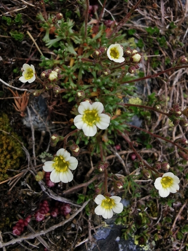 Image of Saxifraga intricata by (c) Jakob Horz, some rights reserved (CC BY)