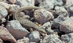 Alpine Lizard photo 2