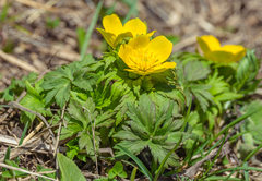 Trollius ranunculinus