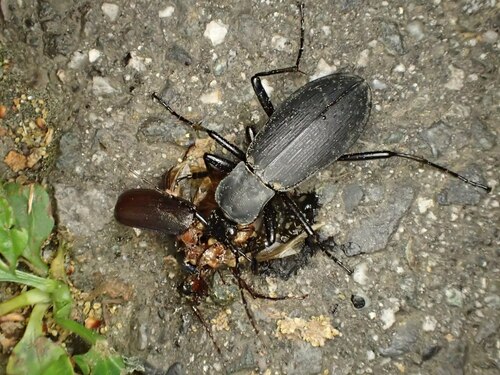 Carabus procerulus