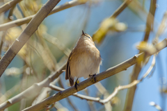 Phylloscopus sindianus