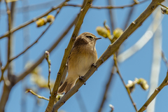 Phylloscopus sindianus