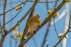 Phylloscopus sindianus