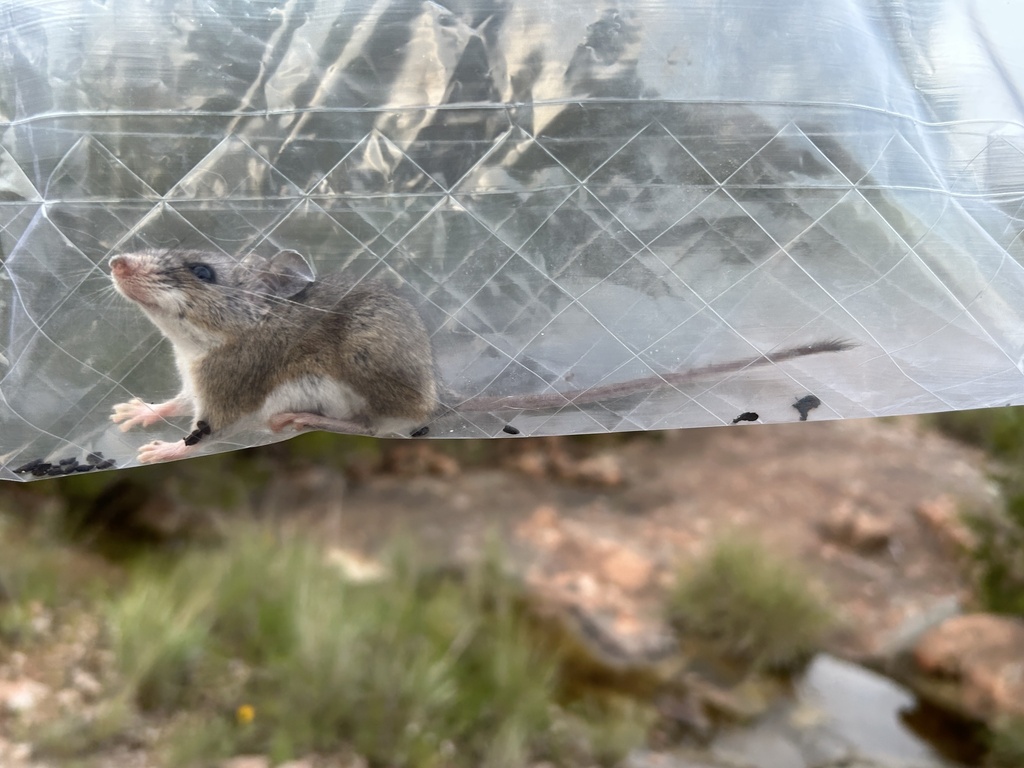 Texas Deermouse