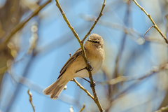 Phylloscopus sindianus