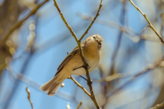 Phylloscopus sindianus
