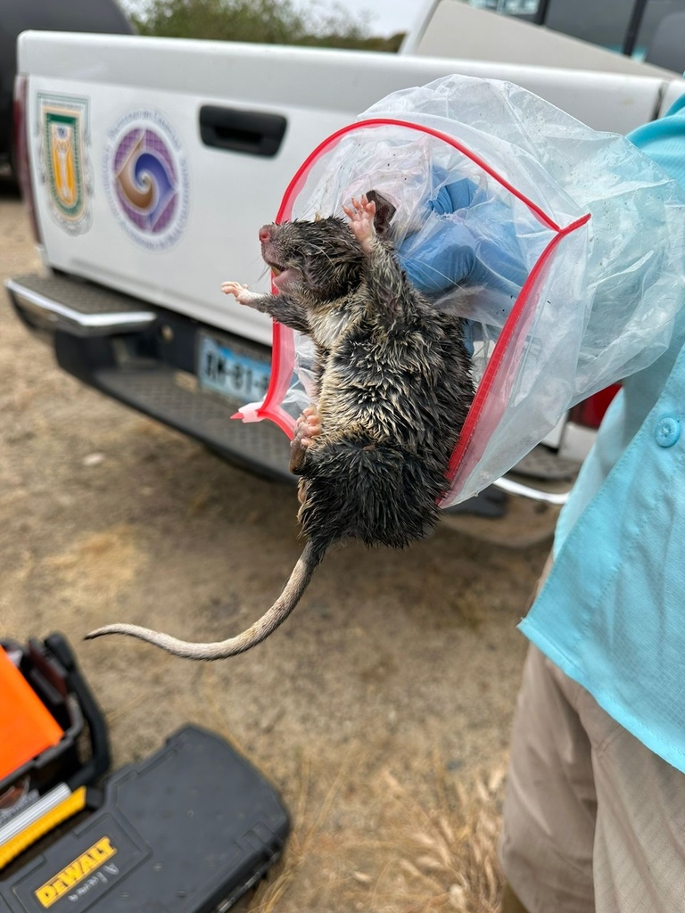 Bryant's Woodrat in May 2024 by palomag01 · iNaturalist