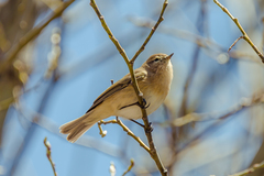 Phylloscopus sindianus