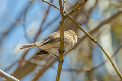 Phylloscopus sindianus