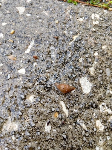 Bulimulus bonariensis image