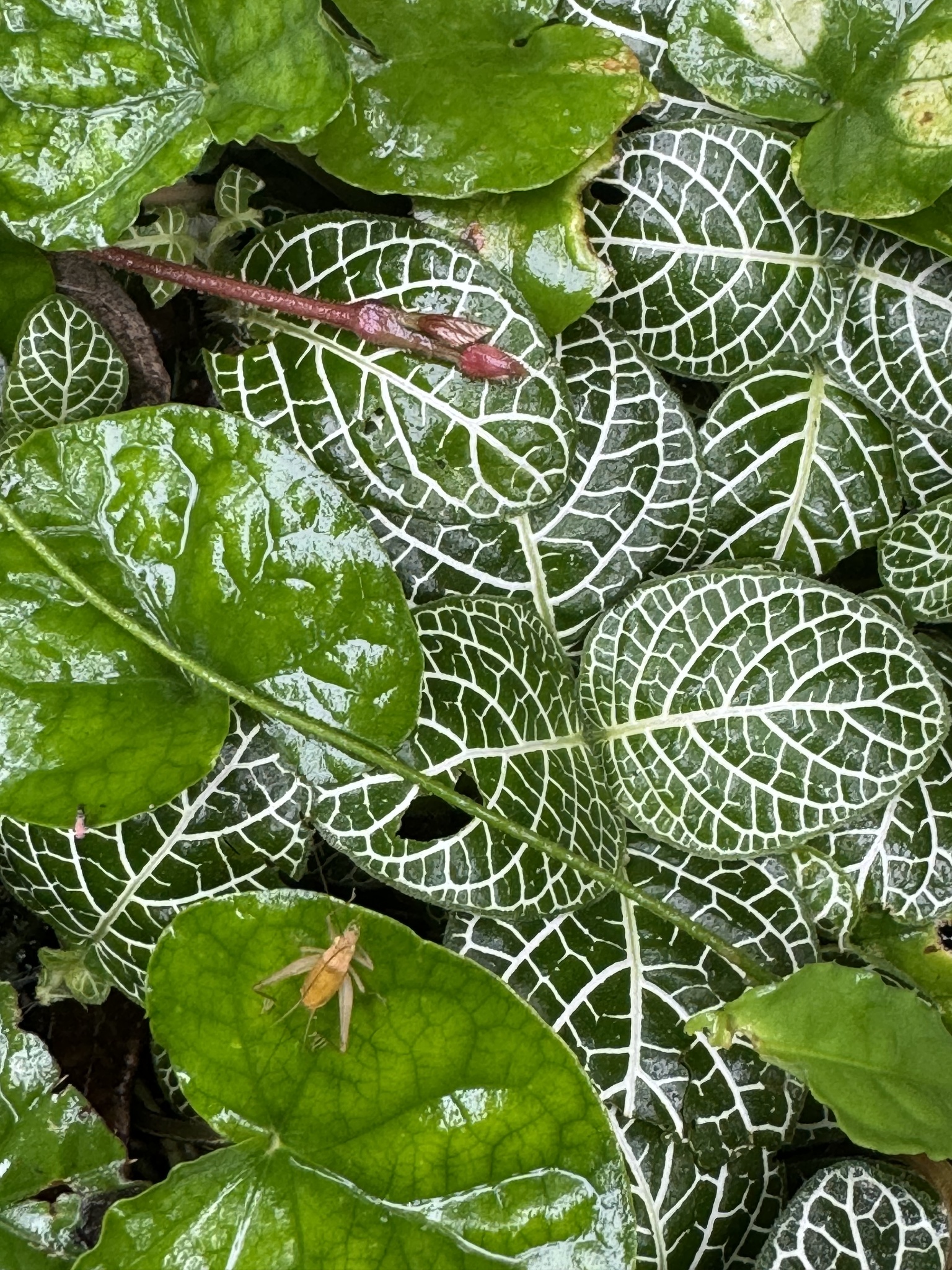 Imagem de Nervura-branca