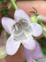 Penstemon calycosus