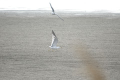 Larus crassirostris