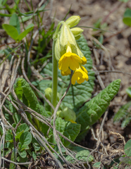 Primula veris macrocalyx
