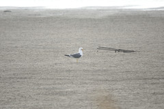 Larus crassirostris