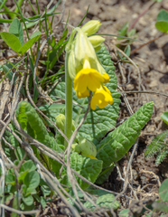 Primula veris macrocalyx