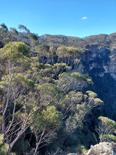 Eucalyptus dendromorpha, 2024-05-30