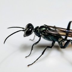 Chalybion zimmermanni