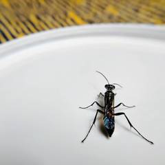 Chalybion zimmermanni