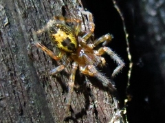 Amaurobius fenestralis