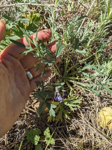 Rocky Mountain larkspur (Delphinium scopulorum)