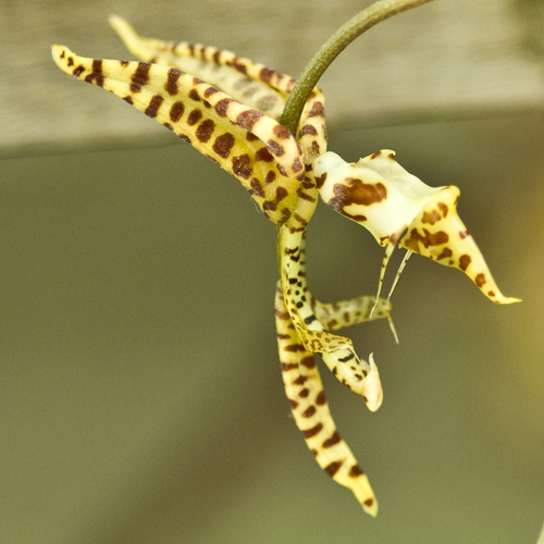 Gongora histrionica