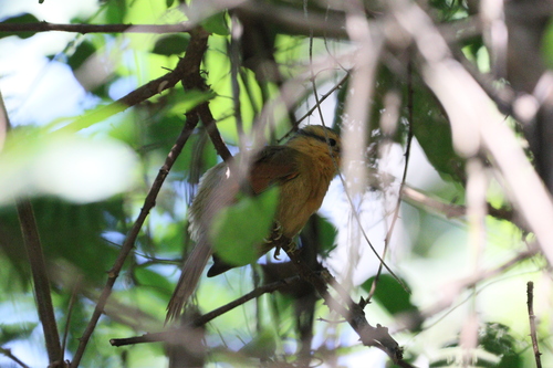 Buff-fronted Foliage-gleaner (Dendroma rufa), photo 8