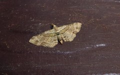 Chloroclystis sphragitis