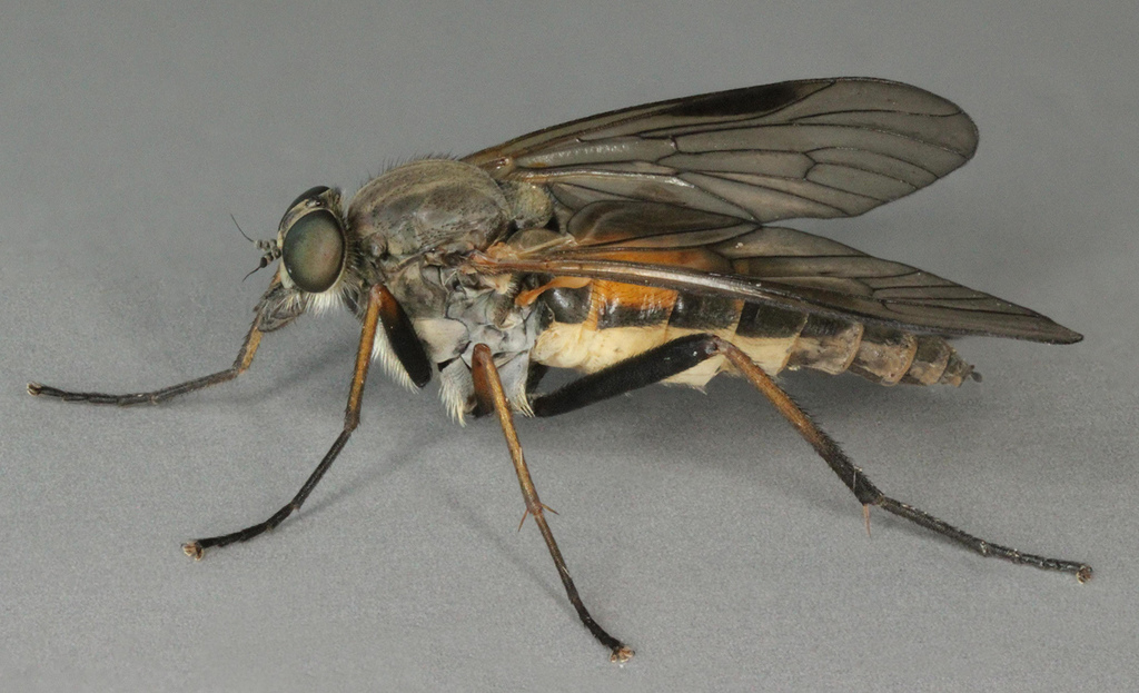 Large Fleck-winged Snipefly