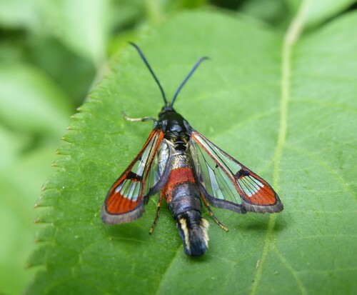 Red-tipped Clearwing Moth, Bemelen, Netherlands, photo 9 of 10