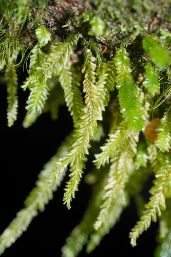 Plagiochila fasciculata