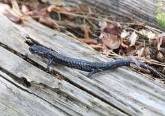 Plethodon chlorobryonis