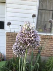 Allium ampeloprasum