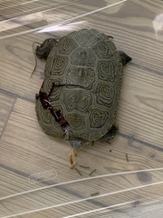 Malaclemys terrapin centrata