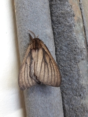 Eudyaria venata