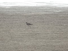 Numenius phaeopus