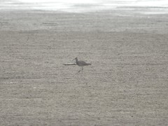 Numenius phaeopus