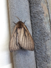 Eudyaria venata