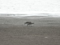 Numenius phaeopus