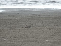 Numenius phaeopus