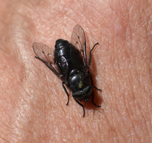 Hybomitra procyon