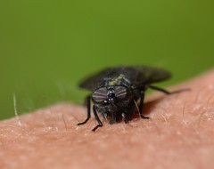 Tabanomorpha