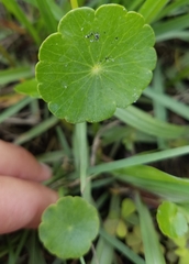 Hydrocotyle umbellata image