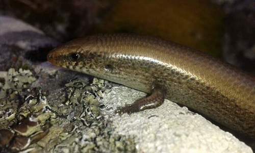 Chalcides bedriagai